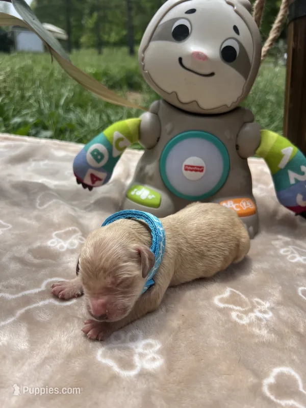 AKC Golden Retriever  – Golden Retriever puppy for sale in White Sulphur Springs, WV