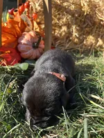 Black Labrador Retriever , a female Labrador Retriever for sale in White Sulphur Springs, WV – 2 of 2