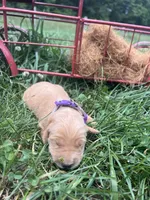 AKC Golden Retriever , a female Golden Retriever for sale in White Sulphur Springs, WV – 1 of 2