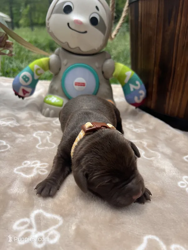 AKC Chocolate Labrador Retriever  – Labrador Retriever puppy for sale in White Sulphur Springs, WV