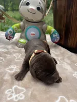 AKC Chocolate Labrador Retriever , a male Labrador Retriever for sale in White Sulphur Springs, WV – 1 of 2