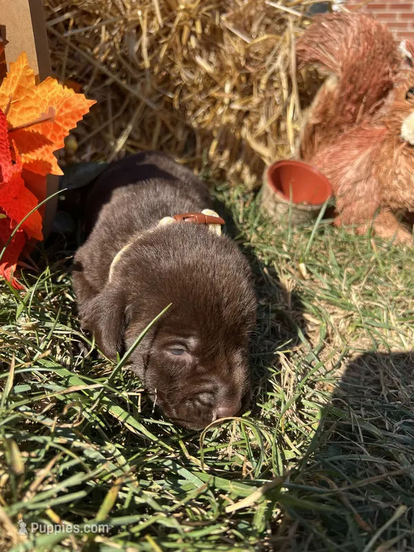Chocolate Labrador Retriever  – Labrador Retriever puppy for sale in White Sulphur Springs, WV