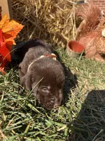 Chocolate Labrador Retriever , a male Labrador Retriever for sale in White Sulphur Springs, WV – 1 of 2