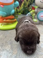 AKC Labrador Retriever , a male Labrador Retriever for sale in White Sulphur Springs, WV – 2 of 2
