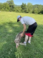 Discounted AKC Silver Labrador Retriever , a female Labrador Retriever for sale in White Sulphur Springs, WV – 2 of 5
