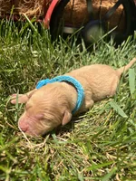 AKC Golden Retriever , a male Golden Retriever for sale in White Sulphur Springs, WV – 2 of 2