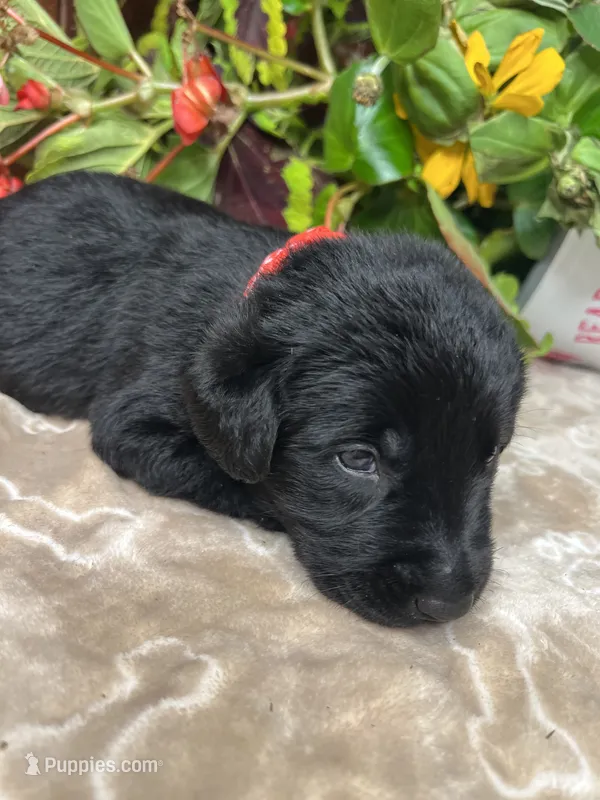 AKC Black Labrador Retriever  – Labrador Retriever puppy for sale in White Sulphur Springs, WV