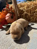 AKC Golden Retriever , a male Golden Retriever for sale in White Sulphur Springs, WV – 1 of 2