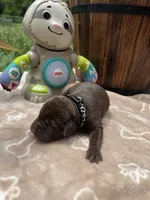 AKC Chocolate Labrador Retriever , a male Labrador Retriever for sale in White Sulphur Springs, WV – 1 of 2
