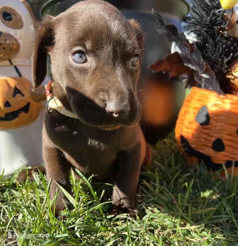 AKC Chocolate Labrador Retriever  – Labrador Retriever puppy for sale in White Sulphur Springs, WV