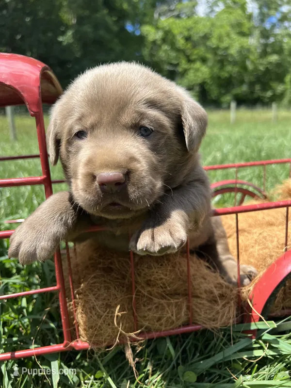 AKC Silver Labrador Retriever  – Labrador Retriever puppy for sale in White Sulphur Springs, WV