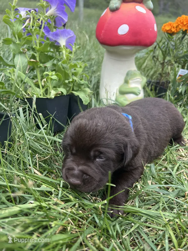 AKC Chocolate Labrador Retriever  – Labrador Retriever puppy for sale in White Sulphur Springs, WV