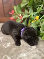 AKC Chocolate Labrador Retriever , a male Labrador Retriever for sale in White Sulphur Springs, WV – 2 of 2