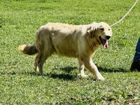 Expecting AKC Golden Retriever , a  Golden Retriever for sale in White Sulphur Springs, WV – 2 of 3