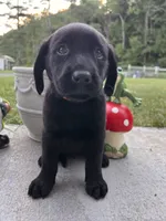 Ready to Go AKC Labrador Retriever , a female Labrador Retriever for sale in White Sulphur Springs, WV – 2 of 2