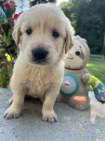 AKC Golden Retriever , a male Golden Retriever for sale in White Sulphur Springs, WV – 2 of 3