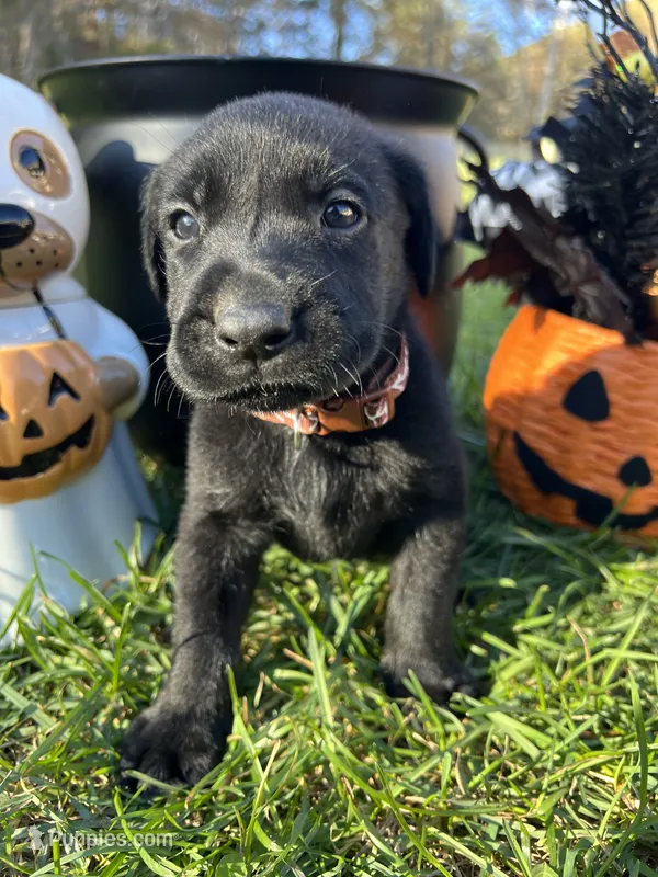 AKC Labrador Retriever  – Labrador Retriever puppy for sale in White Sulphur Springs, WV