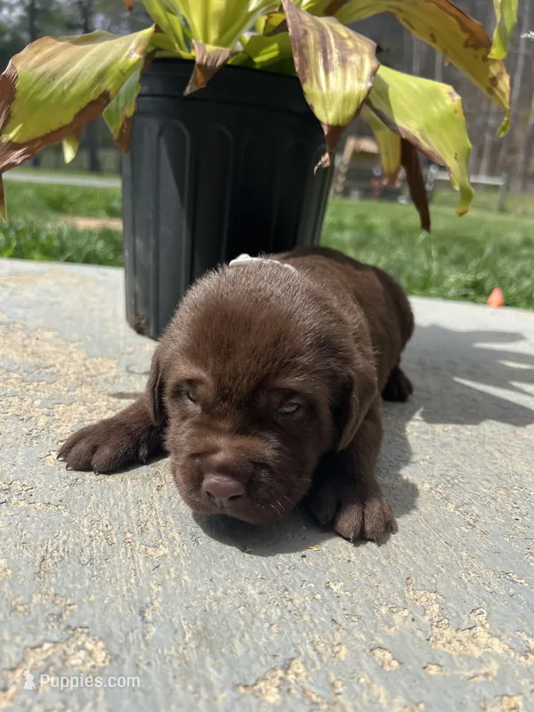 AKC Labrador Retriever  – Labrador Retriever puppy for sale in White Sulphur Springs, WV