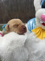 AKC Fox Red Labrador Retriever , a male Labrador Retriever for sale in White Sulphur Springs, WV – Photo 2 of 2