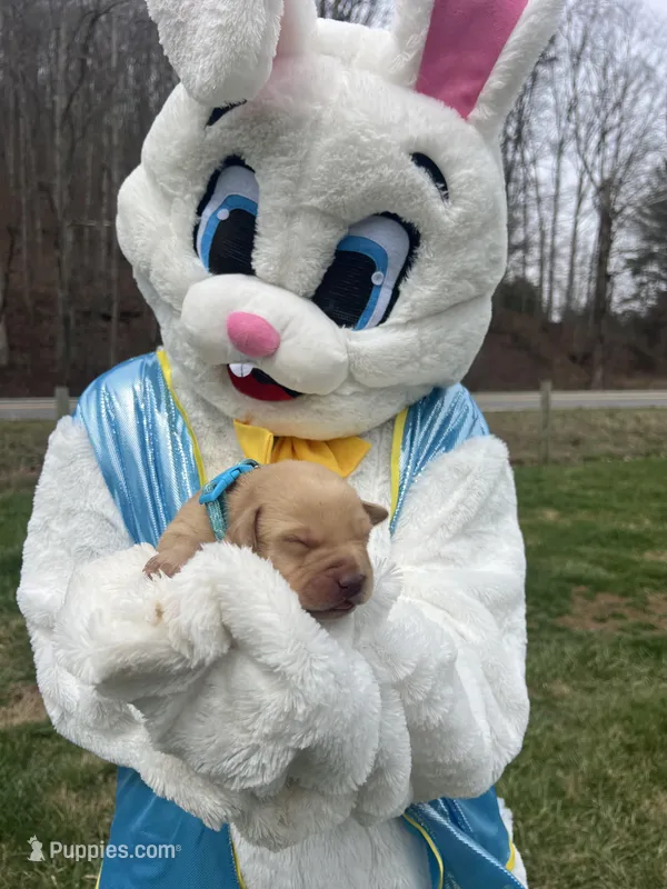 AKC Fox Red Labrador Retriever  – Labrador Retriever puppy for sale in White Sulphur Springs, WV