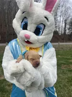 AKC Fox Red Labrador Retriever , a male Labrador Retriever for sale in White Sulphur Springs, WV – Photo 1 of 2