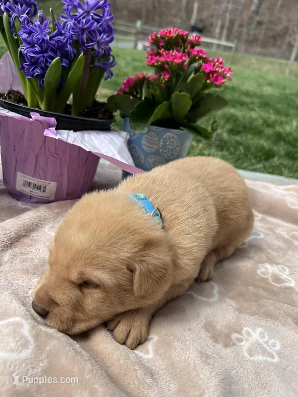 AKC Fox Red Labrador Retriever  – Labrador Retriever puppy for sale in White Sulphur Springs, WV
