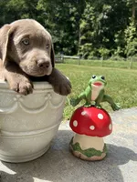 Discounted Ready to Go Silver Labrador Retriever , a male Labrador Retriever for sale in White Sulphur Springs, WV – 2 of 2