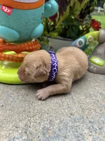 AKC Golden Retriever , a female Golden Retriever for sale in White Sulphur Springs, WV – 2 of 2