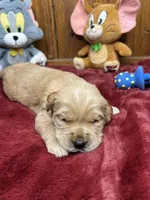 AKC Golden Retriever , a female Golden Retriever for sale in White Sulphur Springs, WV – Photo 2 of 2