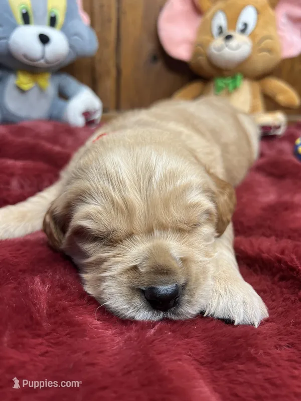 AKC Golden Retriever 