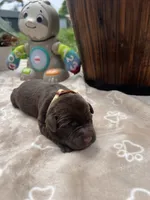 AKC Chocolate Labrador Retriever , a male Labrador Retriever for sale in White Sulphur Springs, WV – 2 of 2