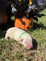 AKC Yellow Labrador Retriever , a male Labrador Retriever for sale in White Sulphur Springs, WV – 1 of 2