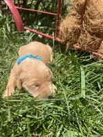 AKC Golden Retriever , a male Golden Retriever for sale in White Sulphur Springs, WV – 1 of 2