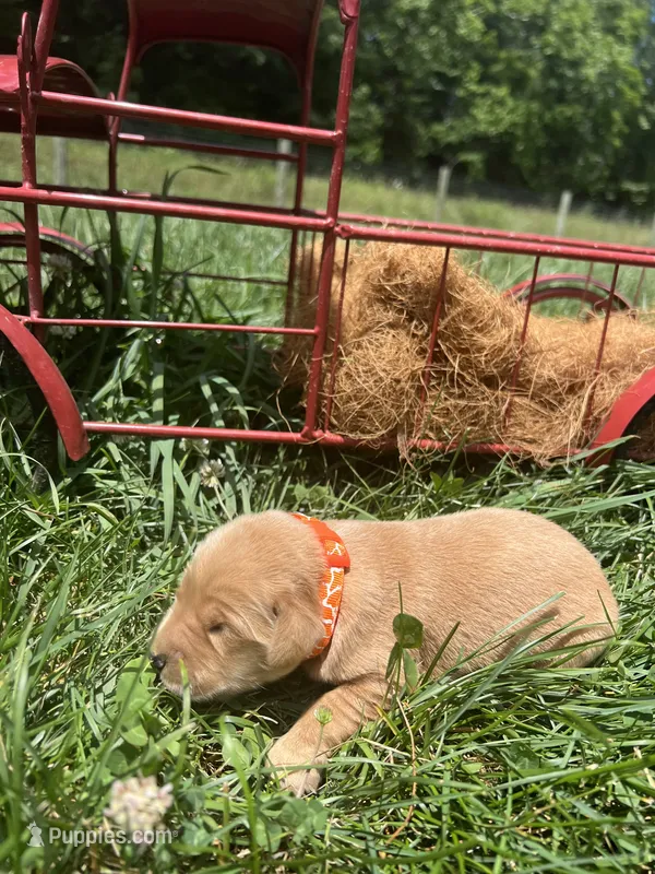 AKC Golden Retriever  – Golden Retriever puppy for sale in White Sulphur Springs, WV