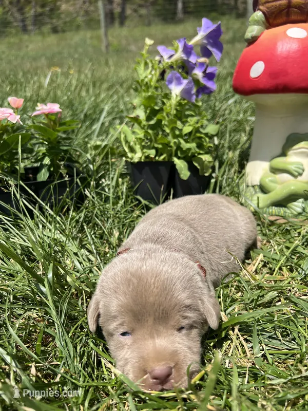 AKC Silver Labrador Retriever  – Labrador Retriever puppy for sale in White Sulphur Springs, WV