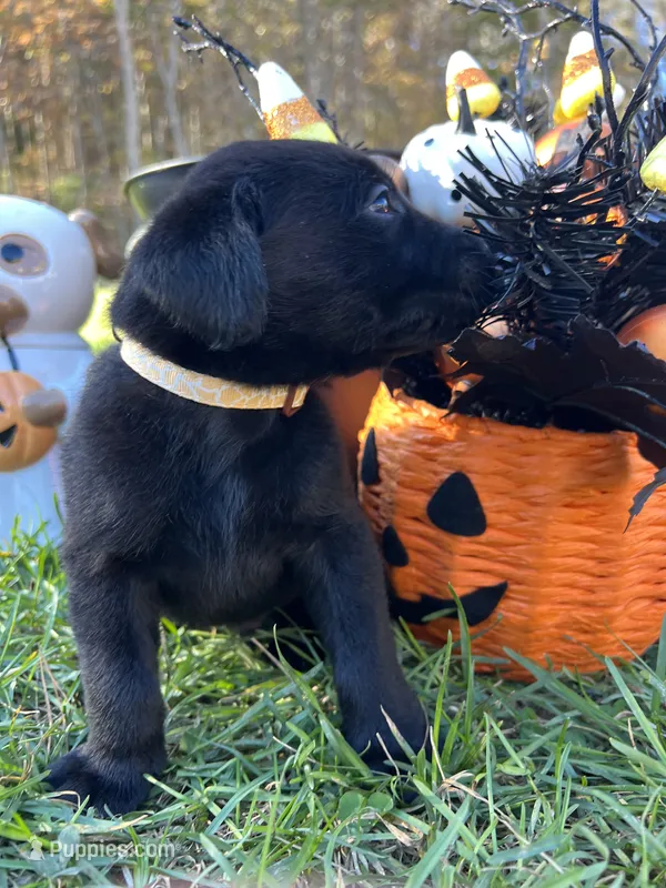 AKC Labrador Retriever  – Labrador Retriever puppy for sale in White Sulphur Springs, WV