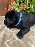 AKC Black Labrador Retriever , a male Labrador Retriever for sale in White Sulphur Springs, WV – 2 of 2