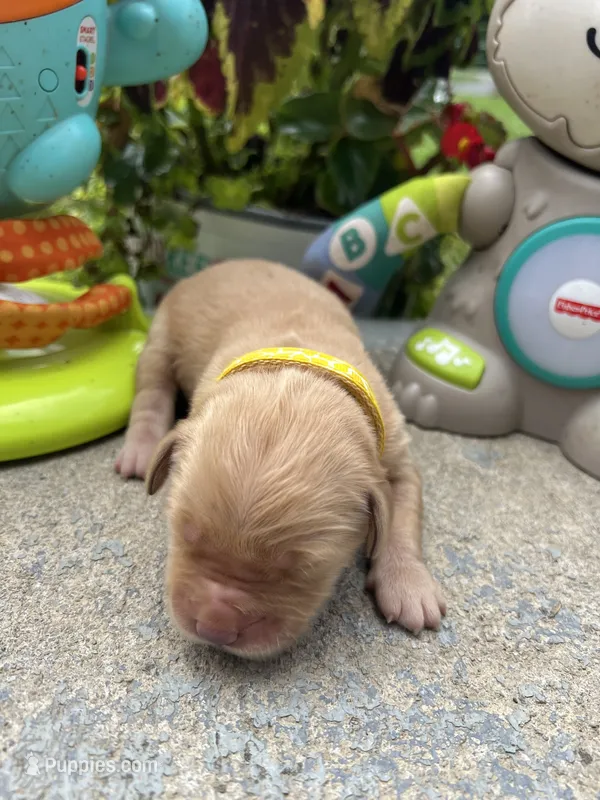 AKC Golden Retriever  – Golden Retriever puppy for sale in White Sulphur Springs, WV