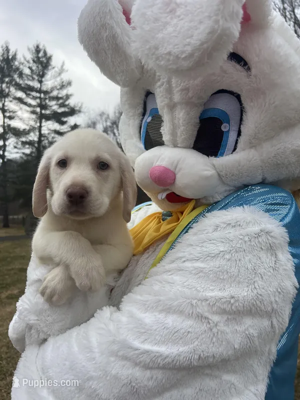 AKC Ready to Go Lab – Labrador Retriever puppy for sale in White Sulphur Springs, WV