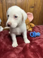 AKC Ready to Go Lab, a male Labrador Retriever for sale in White Sulphur Springs, WV – Photo 2 of 2