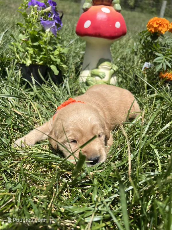 AKC Golden Retriever  – Golden Retriever puppy for sale in White Sulphur Springs, WV