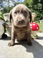 Ready to Go AKC Labrador Retriever , a female Labrador Retriever for sale in White Sulphur Springs, WV – 1 of 2
