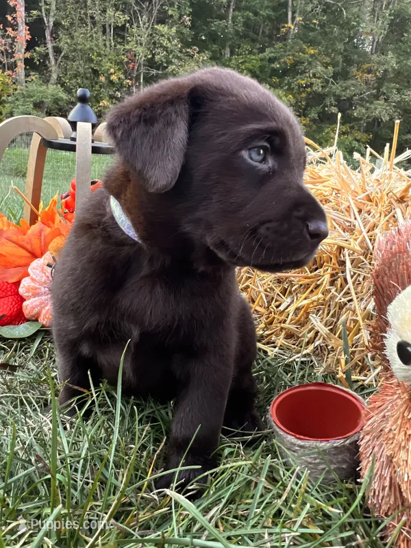 AKC Labrador Retriever , a female Labrador Retriever for sale in White Sulphur Springs, WV – 1 of 2