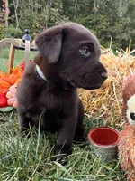 AKC Labrador Retriever , a female Labrador Retriever for sale in White Sulphur Springs, WV – 1 of 2
