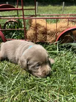 AKC Silver Labrador Retriever , a male Labrador Retriever for sale in White Sulphur Springs, WV – 2 of 2