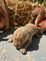 AKC Golden Retriever , a female Golden Retriever for sale in White Sulphur Springs, WV – 1 of 2