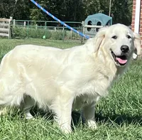 AKC Russian Cream Golden Retriever , a male Golden Retriever for sale in White Sulphur Springs, WV – 3 of 4