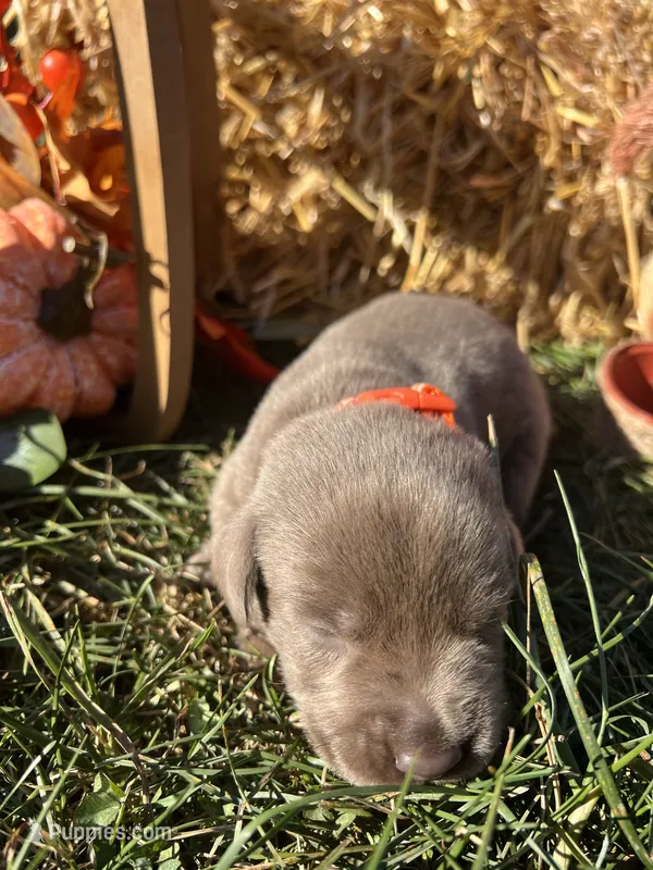 AKC Silver Labrador Retriever  – Labrador Retriever puppy for sale in White Sulphur Springs, WV