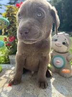 Ready to Go Labrador Retriever , a male Labrador Retriever for sale in White Sulphur Springs, WV – 2 of 2