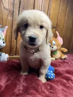 Ready to Go Home AKC Golden Retriever , a male Golden Retriever for sale in White Sulphur Springs, WV – Photo 1 of 2